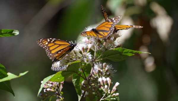 Monarchs pollinating