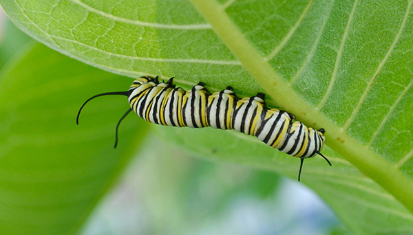 Caterpillar on a leaf - monarchs