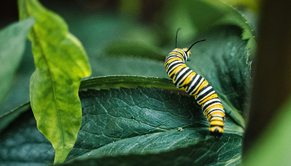 Caterpillar on a Leaf - Conserving the Monarch