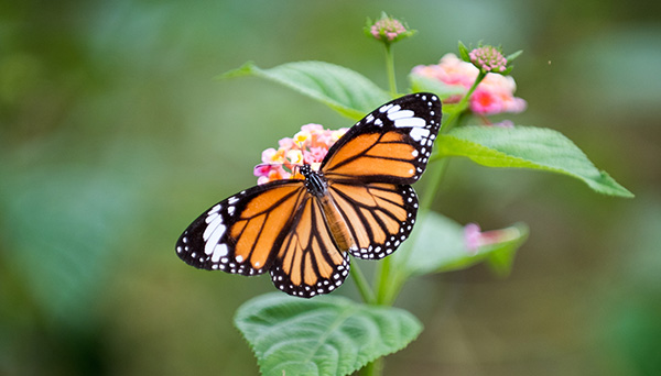 Monarch Butterfly Flyway