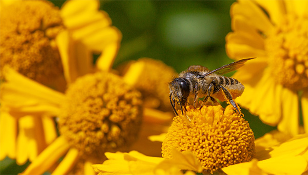 Conservation des pollinisateurs
