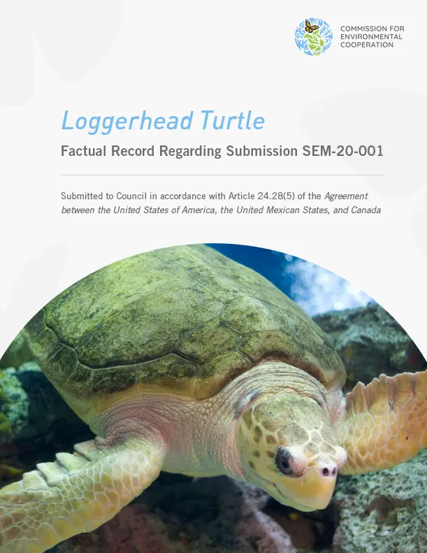 Loggerhead turtle - publication cover