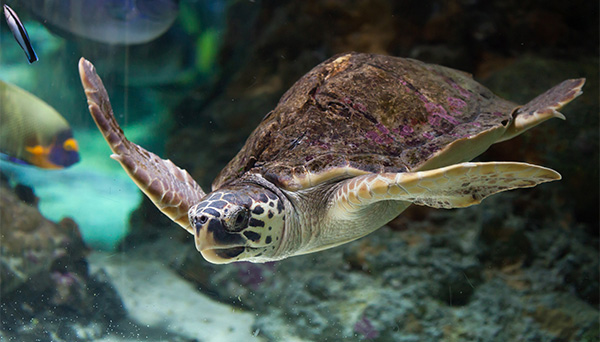 protection à l'égard de la tortue caouanne