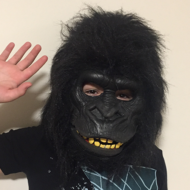 Gorillas In Montreal