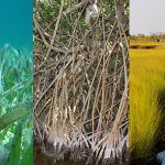 Blue Carbon, Forest Carbon and Land Cover