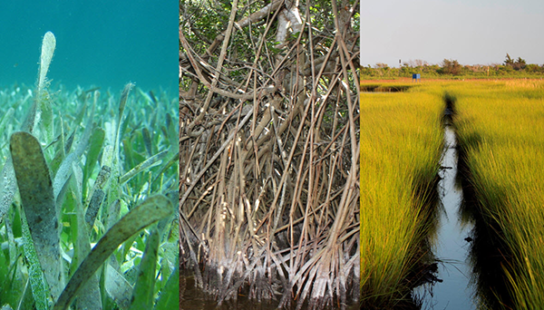 Blue Carbon, Forest Carbon and Land Cover
