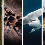 CEC Projects - CITES