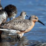 Arctic Migratory Birds