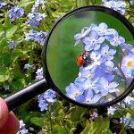 Environmental Observer