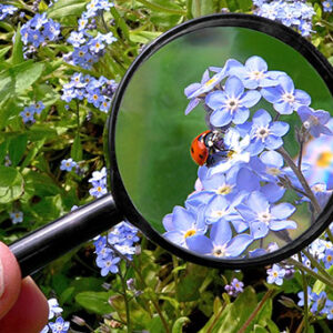 Environmental Observer