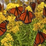 Monarch Butterfly Flyway