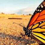 CEC Projects - Monarch Butterfly Conservation
