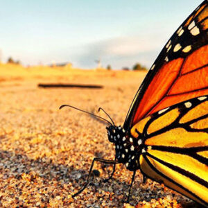 CEC Projects - Monarch Butterfly Conservation