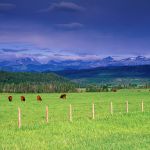 CEC Projects - Conserving North American Grasslands