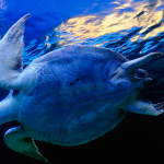 CEC Projects - NAMPAN