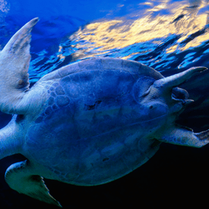 CEC Projects - NAMPAN