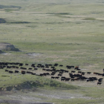 Pastizales de América del Norte