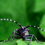 CEC Projects - Invasive Species