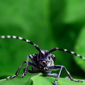 CEC Projects - Invasive Species