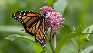 Mariposa monarca