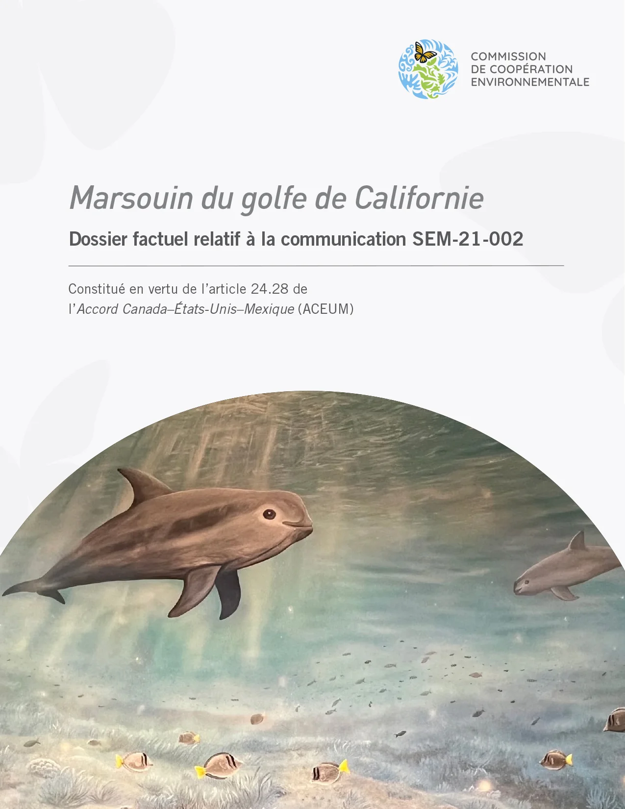 Marsouin du golfe de Californie