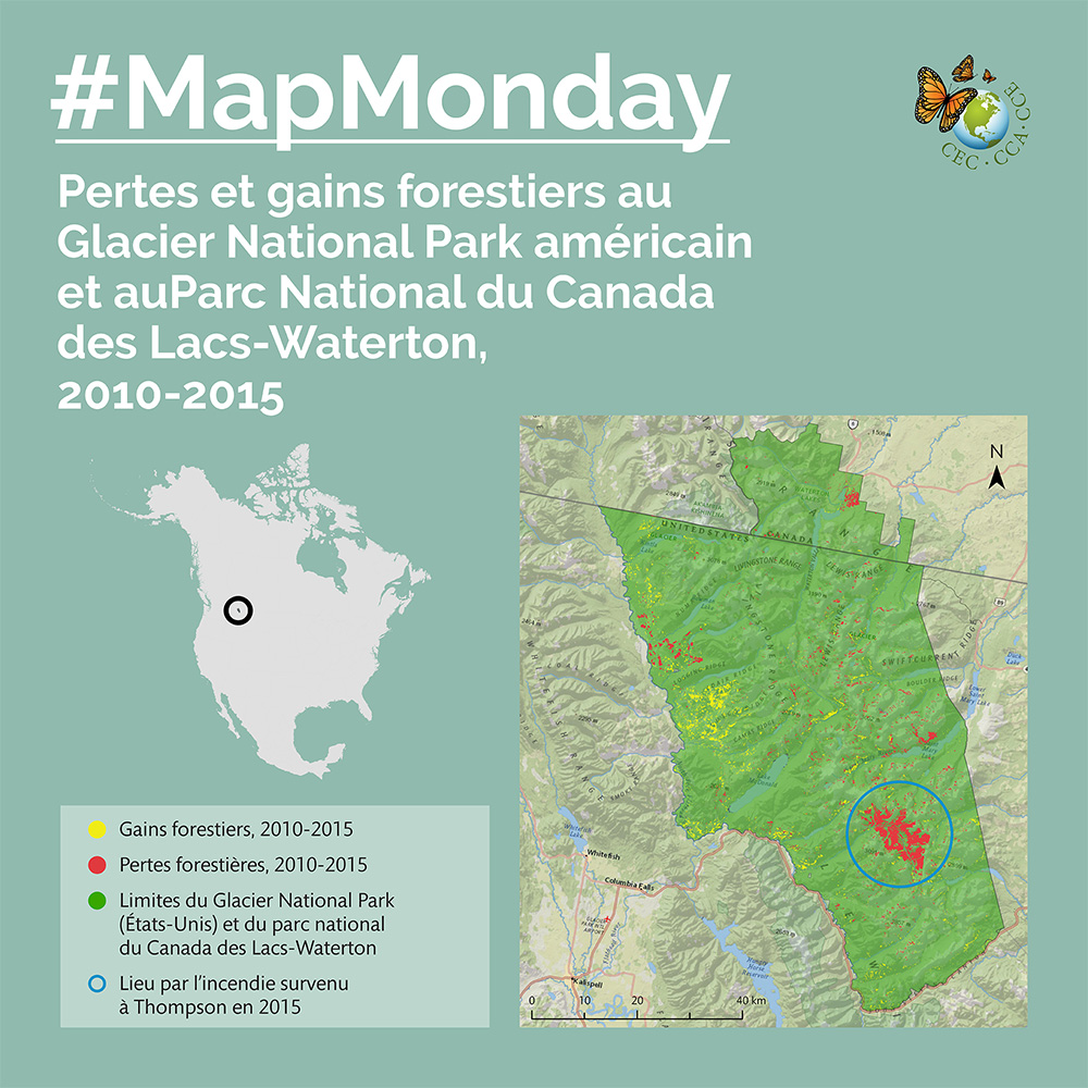 Perte de forêt notable dans le parc national de Glacier