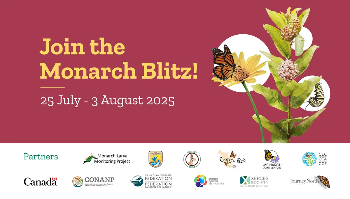 Join the Monarch Blitz
