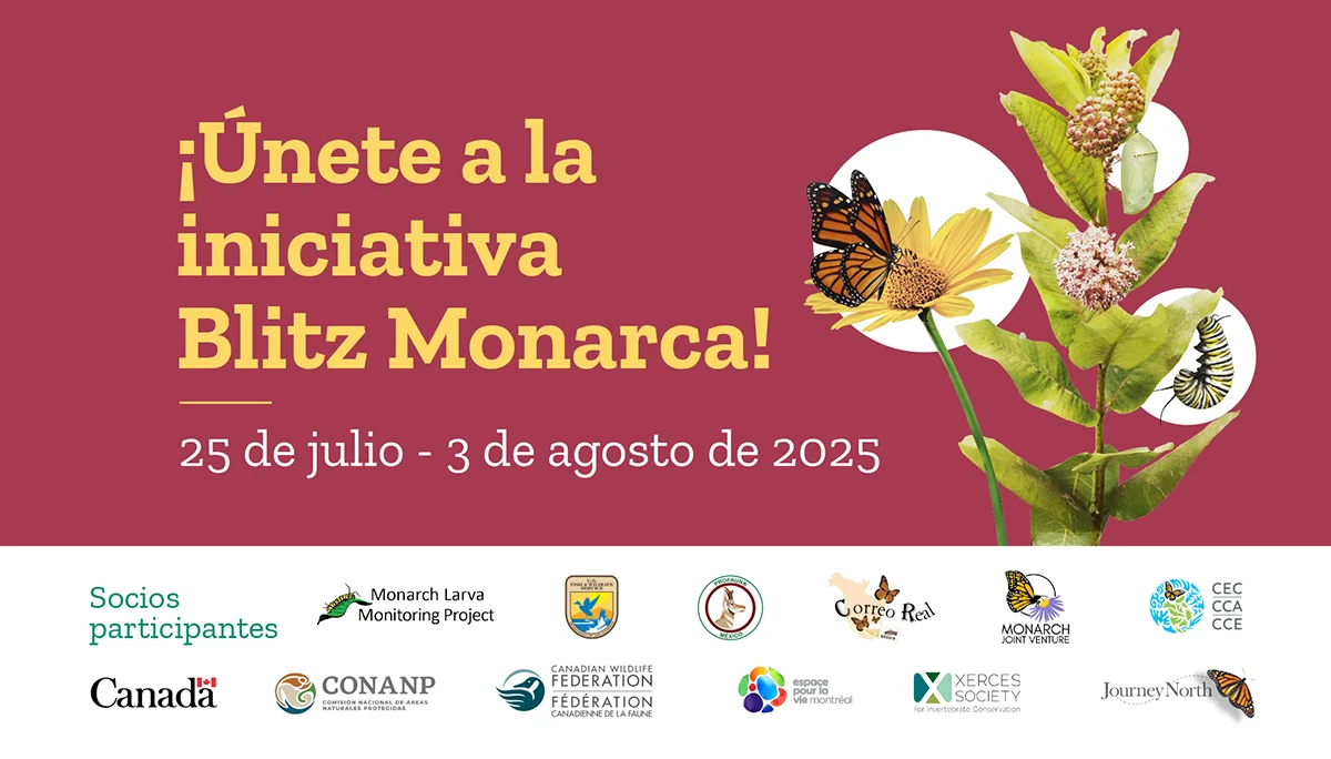 Join the Monarch Blitz