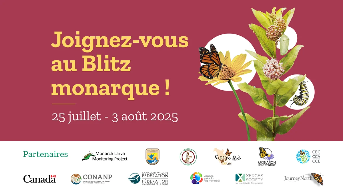 Join the Monarch Blitz