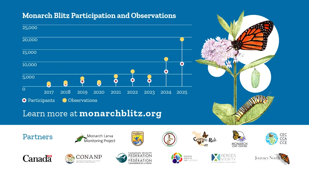 Monarch Blitz