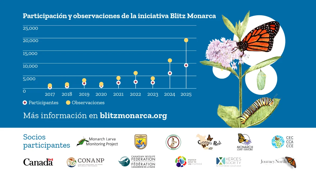 Blitz monarca