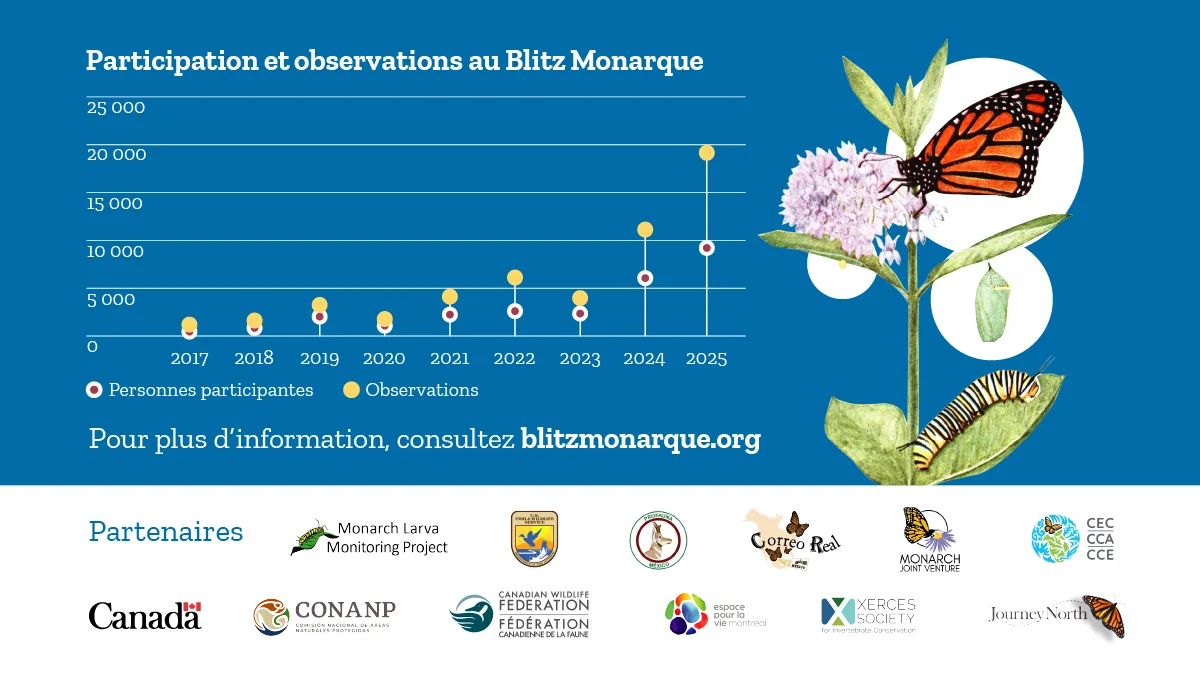Blitz Monarque