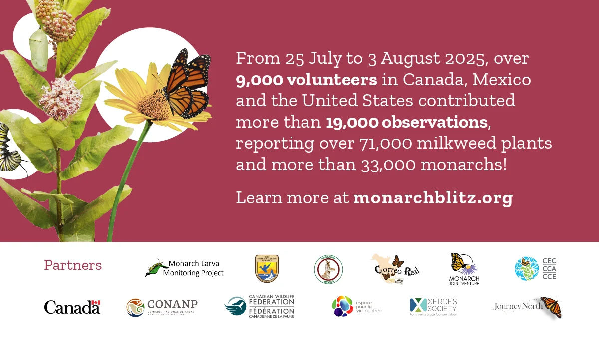 Monarch Blitz