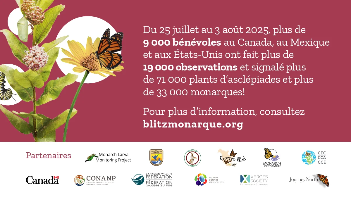 Blitz monmarque