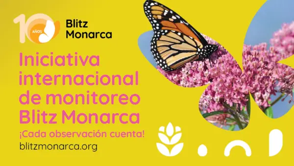 Monarch Monitoring Blitz