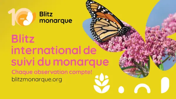 Monarch Monitoring Blitz