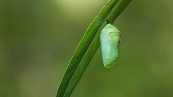 Chrysalis