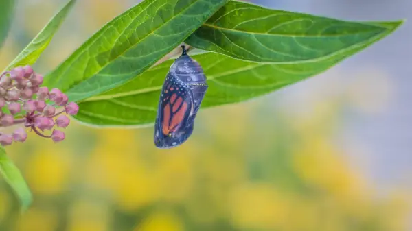 Chrysalis
