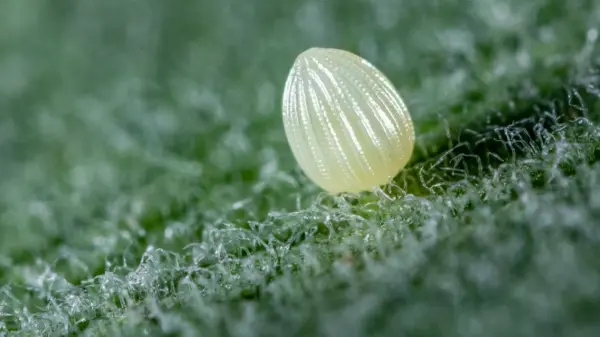 Egg