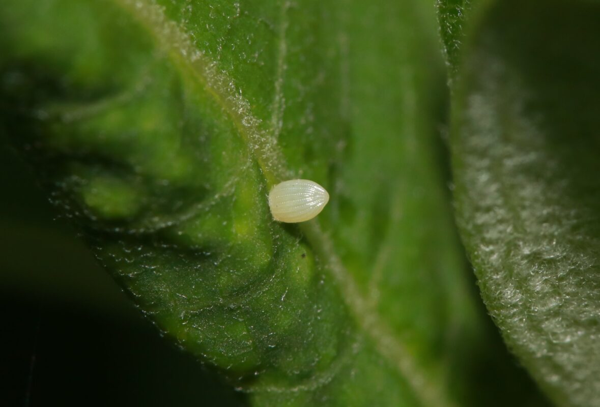 Monarch Blitz 2025