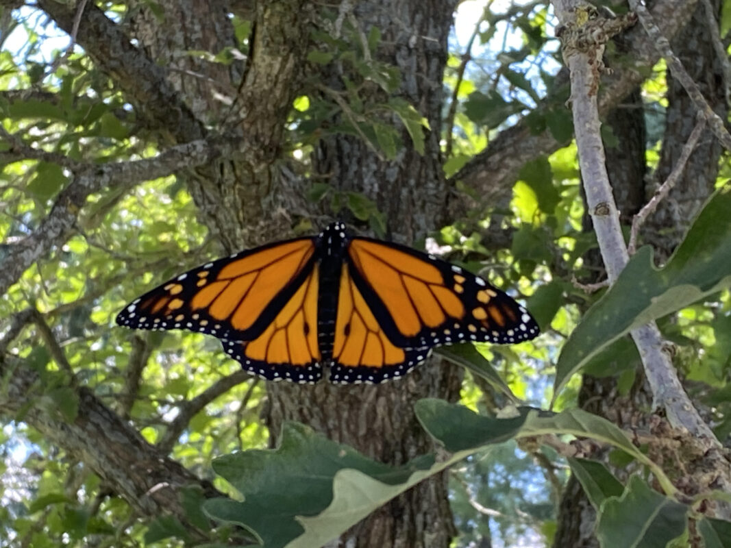 Monarch Blitz 2025