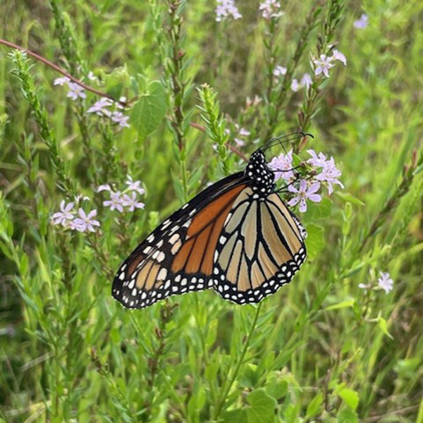 Monarch Blitz 2025
