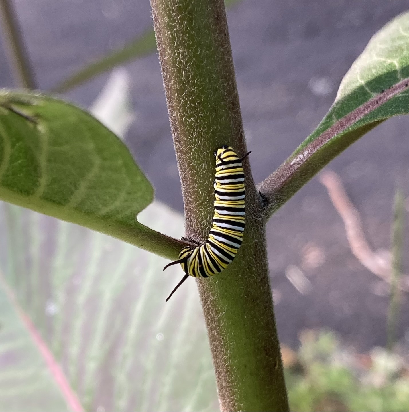 Monarch Blitz 2026