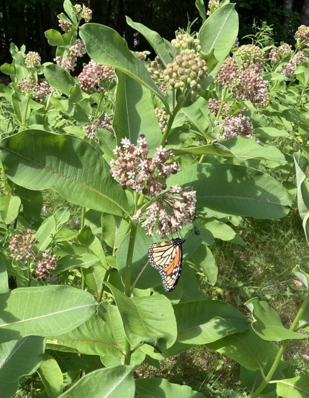 Monarch Blitz 2026