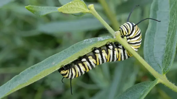 Larva