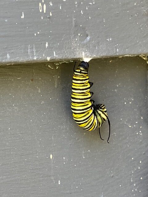 Monarch Blitz 2026