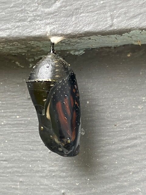 Monarch Blitz 2026