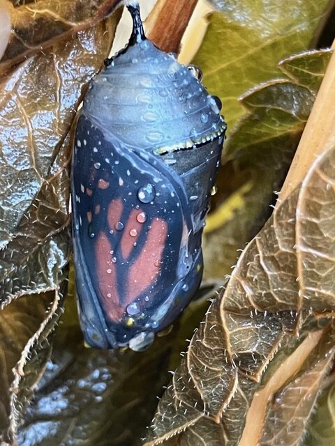Monarch Blitz 2026