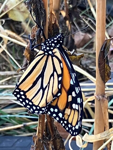 Monarch Blitz 2026