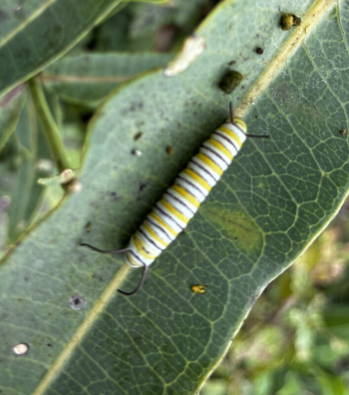 Monarch Blitz 2026